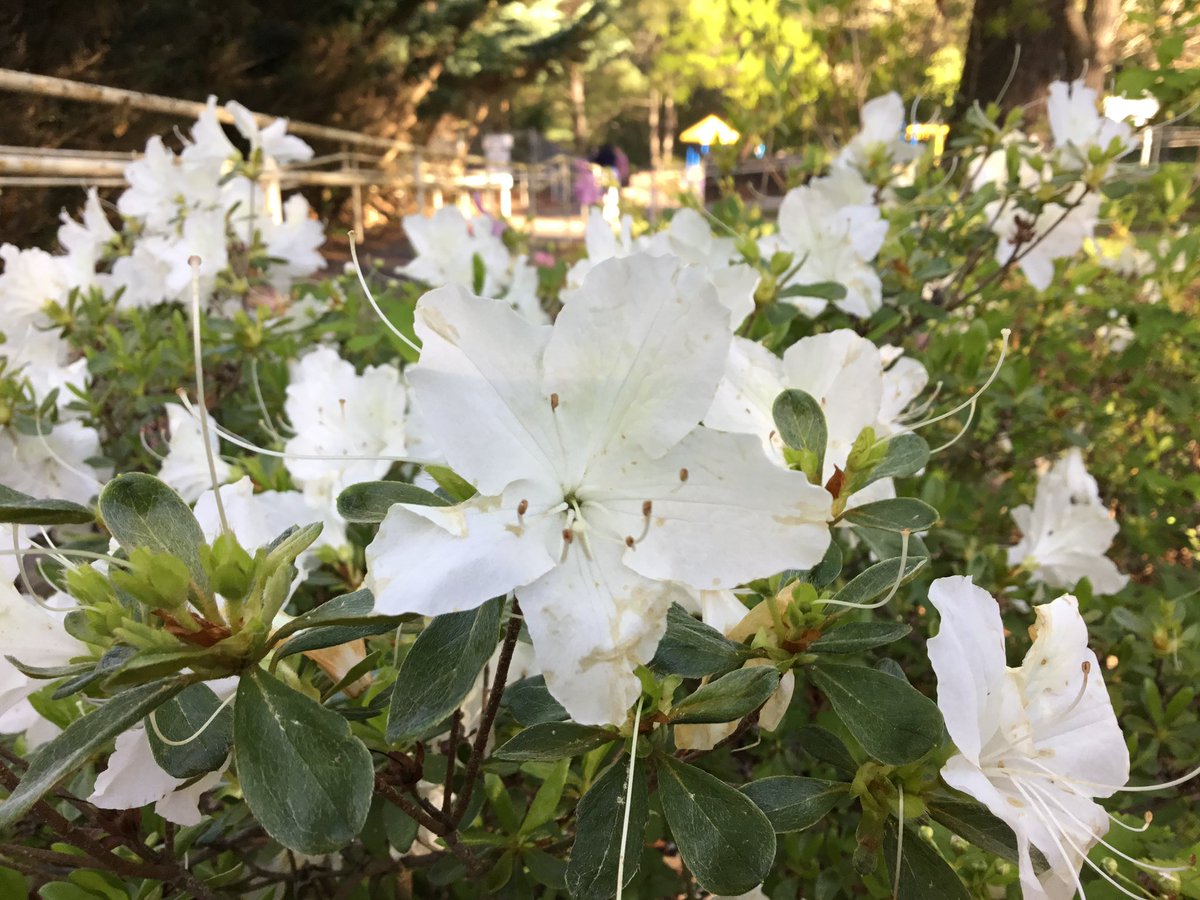 Amber Evans tweet media