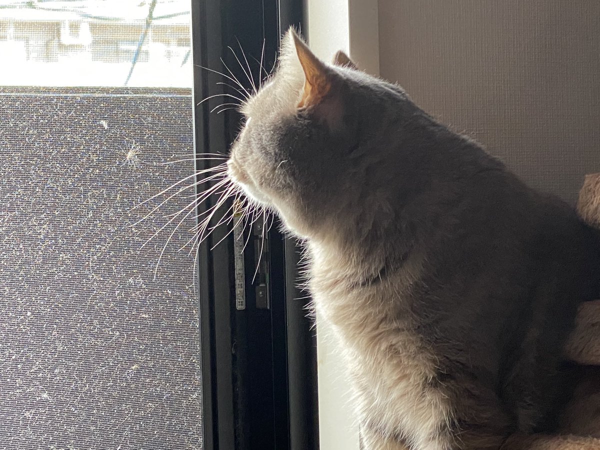 立派なヒゲですなぁ😾