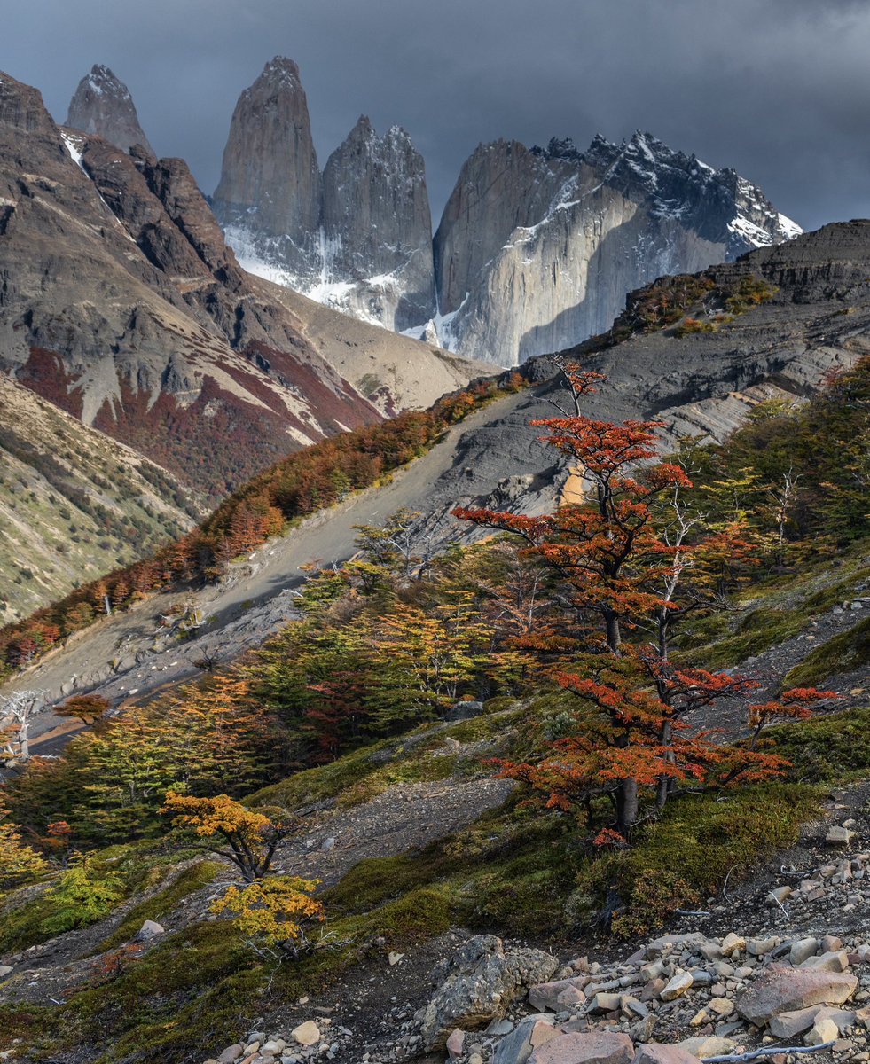 tdhalleine's tweet photo. Ahora en Torres del Paine : los árboles parecen familias con cientos de colores increíbles. Que majestuoso es el otoño en la Patagonia 🍂 #Chile https://t.co/mP1AjzDNsQ