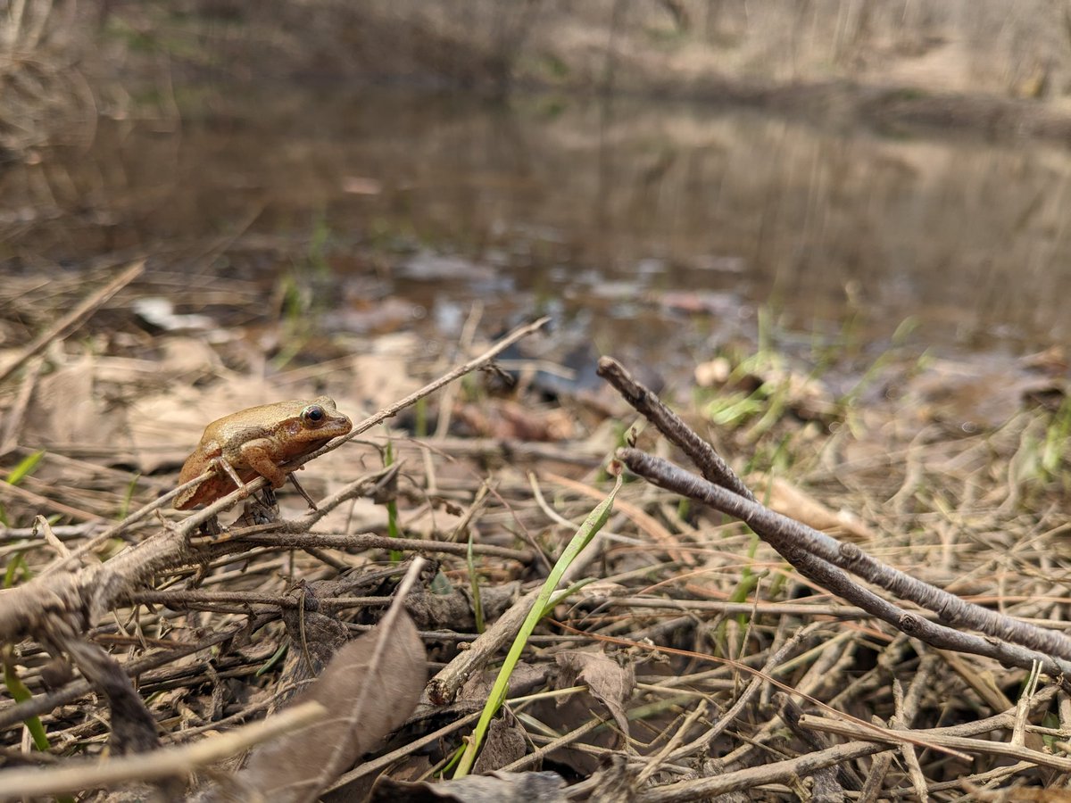 A little friend from the pond 🐸