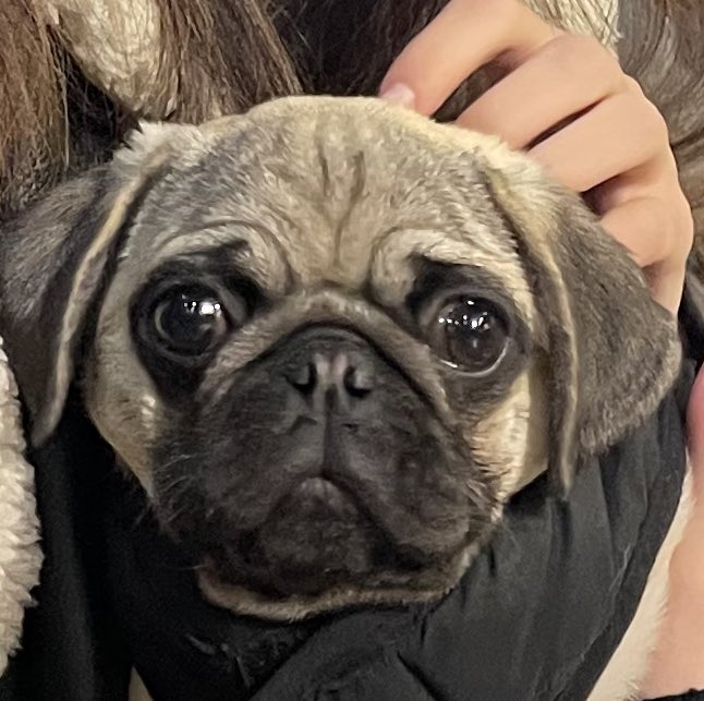 MARIIAM1T's tweet photo. HELP 😂🙂
#dog #cute #nft #Maria #beautiful #help #new https://t.co/6z9e0yDhGw