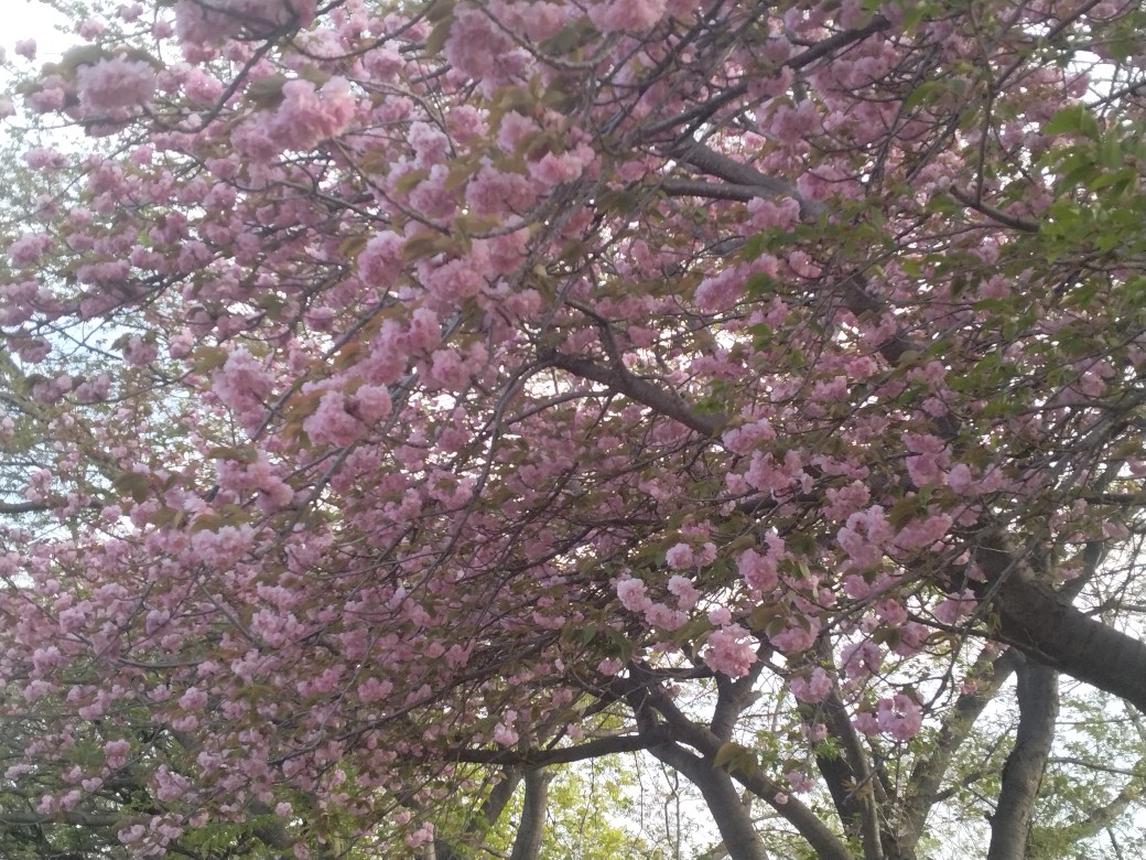 wao9959's tweet photo. 3日連続で桜パトロールしてきました🏃‍♀
少しは鍛えられなかな？
#朝ラン
#ランニング女子
#桜
#桜パトロール
#ソメイヨシノ
#八重桜 https://t.co/ubd2EP1RkN