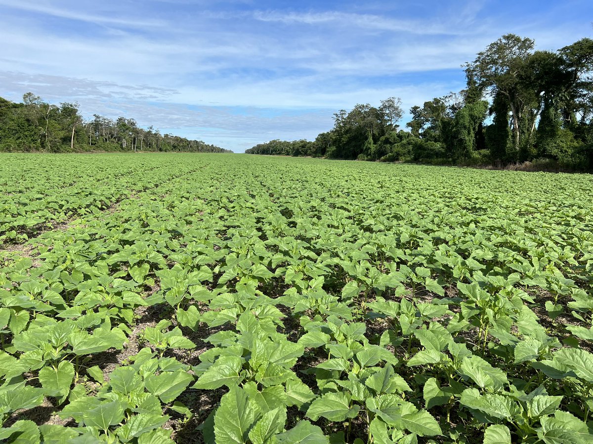 AlbertDyck's tweet photo. Sunflowers 🌻 28 days plus finishing soybean harvest. Great day! #soybeans #harvest23 #sunflowers #SYN4070CL #plant23 #bolivia #agro https://t.co/91zVA8NWmw