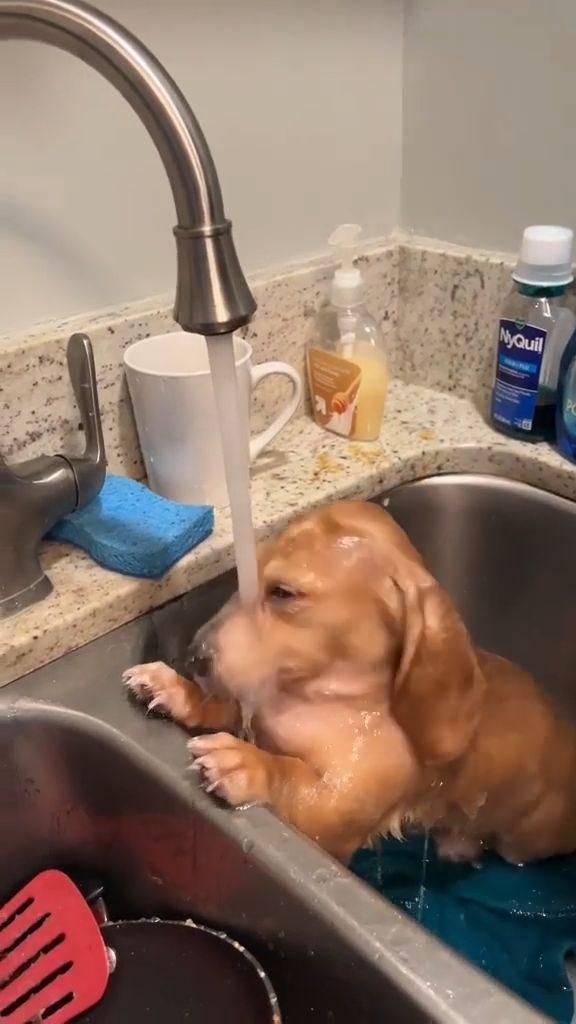 💖 (@twaniimals) on Twitter photo 