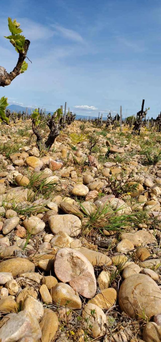 CellarAngels's tweet photo. Walking through the vineyards of Châteauneuf-du-Pape, you'll notice the smooth, rounded stones (galets roulés) that cover the ground. These ancient rocks are a hallmark of the region's winemaking history and contribute to the complex flavors of the wines #TravelTuesday #wine https://t.co/znHwcGSPSu