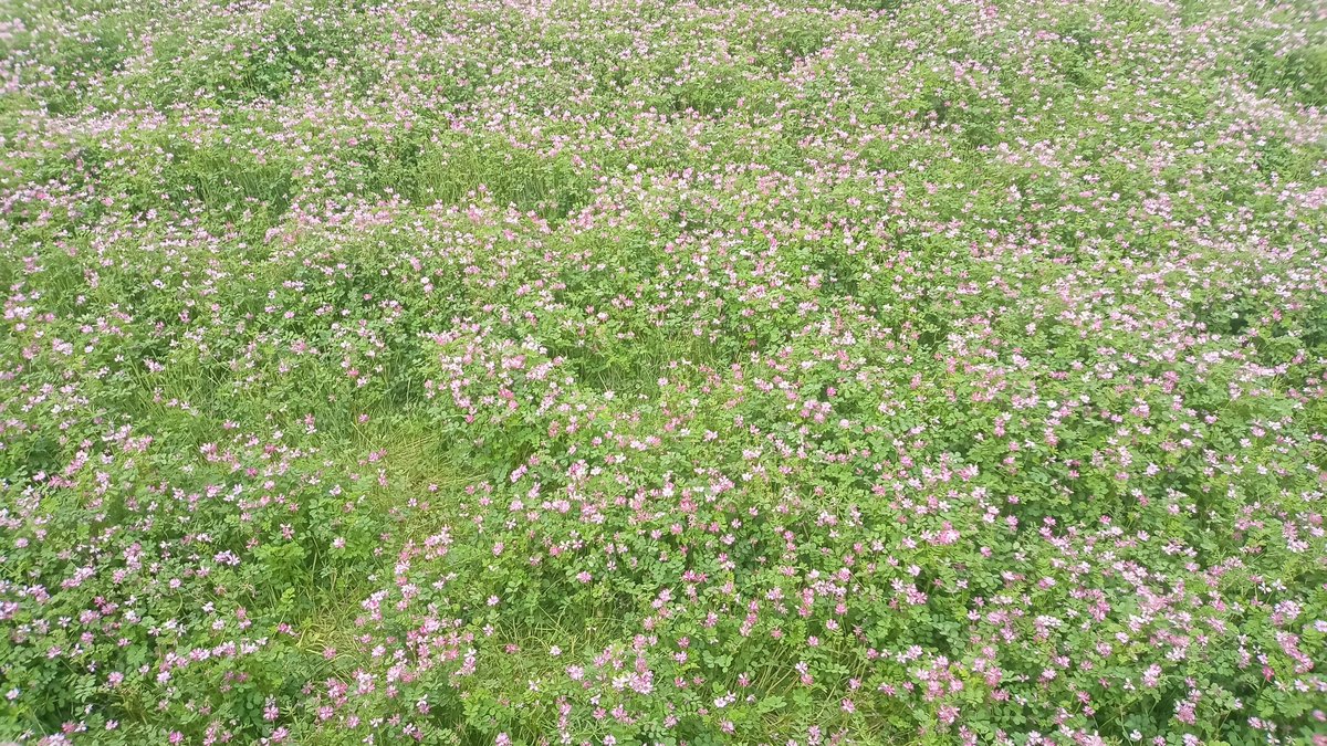 tera_yuki's tweet photo. 下にはﾚﾝｹﾞﾀﾝﾎﾟﾎﾟの花盛り
陽炎がこう燃え立ちまして
遠山にはぱぁーっと霞の帯を引いたよう麦が
青々とのびて菜種の花が
いろどっていようか
という本陽気
やかましゅういうて
やってまいります
その道中の陽気なこと
#ちりとてちん #愛宕山 https://t.co/1bPVAyjkaE