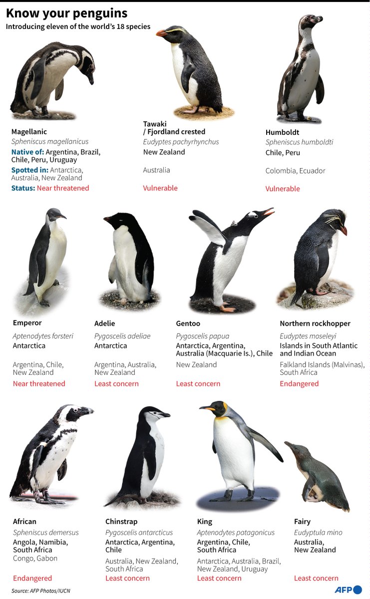AFP's tweet photo. Know your penguins.

#AFPGraphic showing eleven of the world's penguin species https://t.co/LtBf2ozkJe