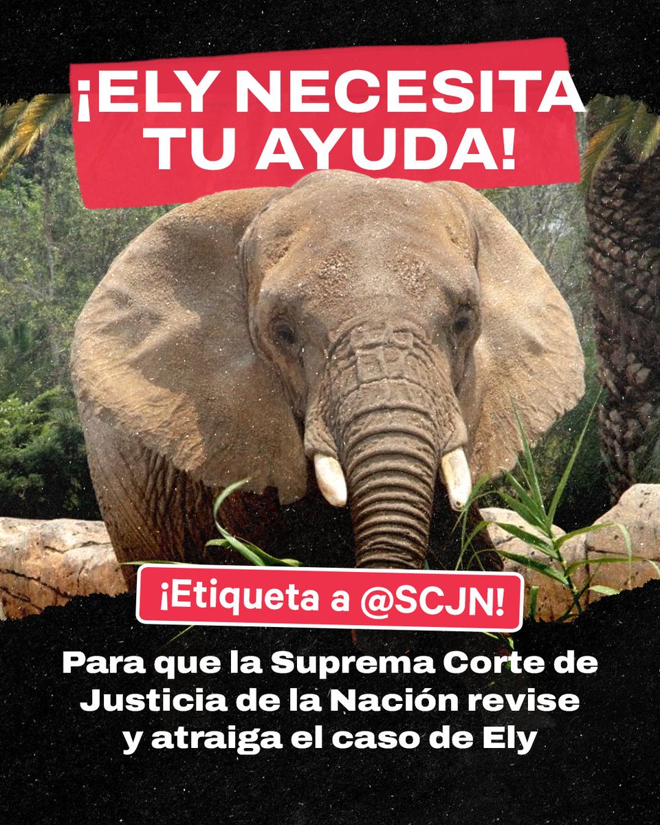 Change_Mex's tweet photo. #URGENTE 🐘 | "¡Ayúdanos enviándole un mensaje a la Ministra y a la SCJN!" Etiqueta a @SCJN ‼️

⚠️ Es urgente solicitar a la Ministra Norma Lucía Piña Hernández, Presidenta de la Suprema Corte de Justicia de la Nación, que atraiga el caso de Ely. 🐘 https://t.co/rxCV5x4kJr