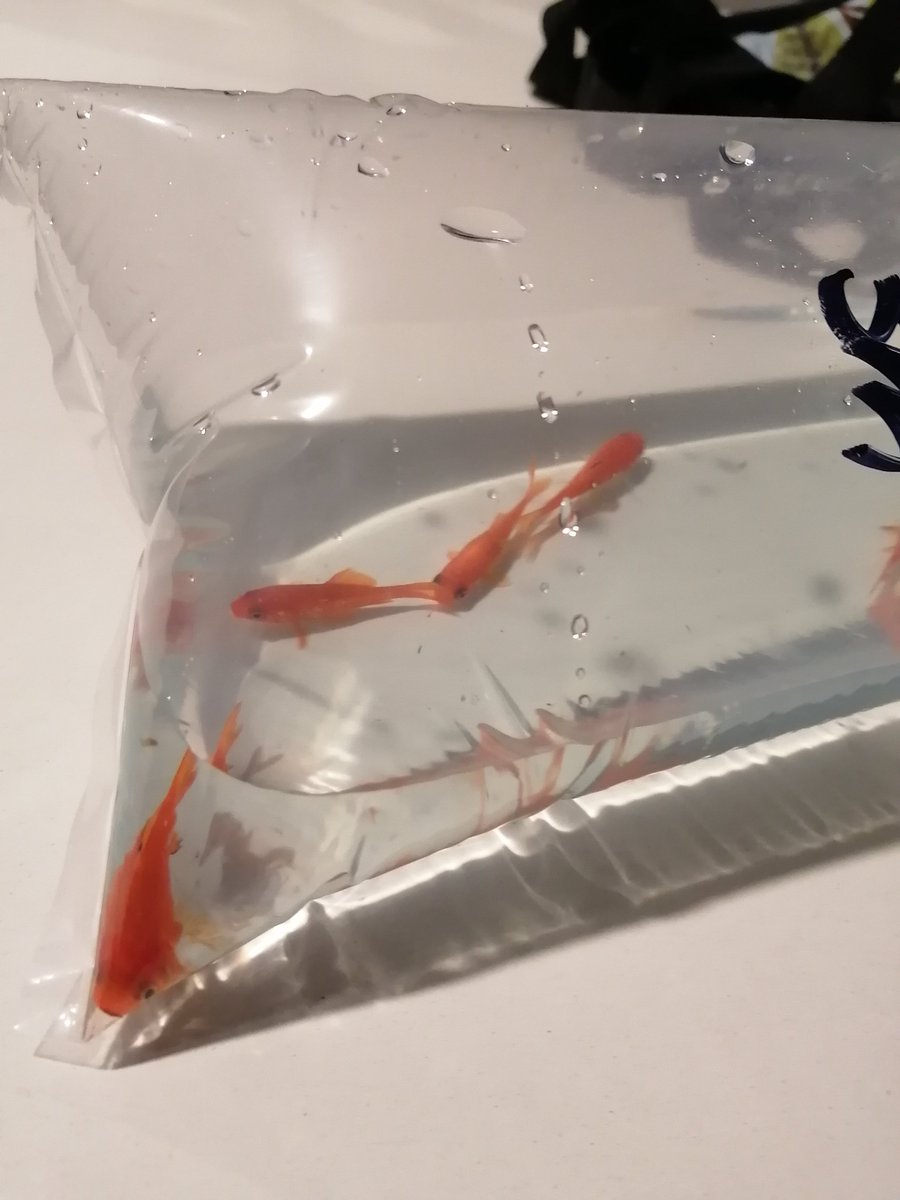 ve7osk's tweet photo. Pond News: New residents. https://t.co/bD6gVQQ8lA