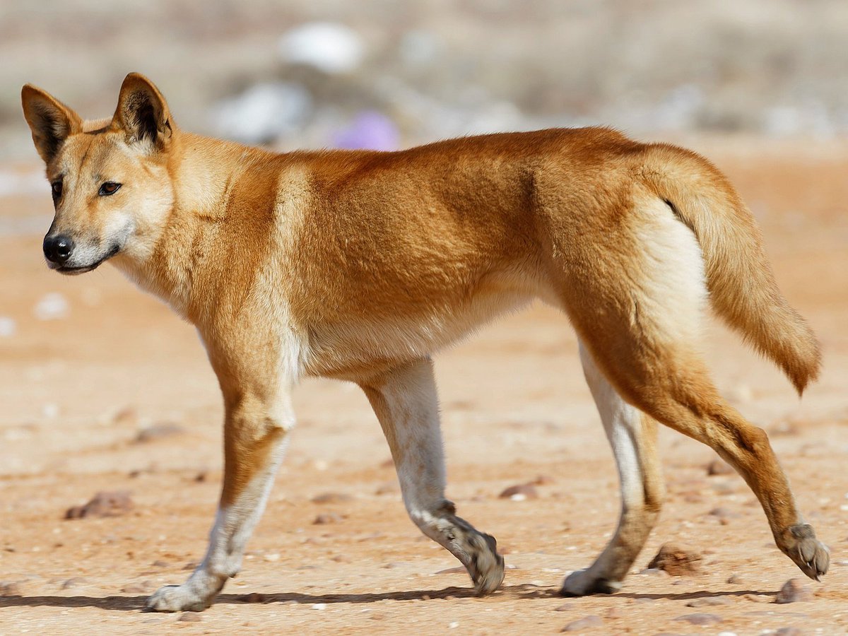 JackDaDingo's tweet photo. Been seeing people do this so here's mine:

Jack cheese Dingo vs Real Aussie cheese doggo Dingo

Jack is accurately based off a native Australian Dingo with black hair, brows and the coolest looking suit.

Ref/Art done by me https://t.co/0Ui2EmyrUv