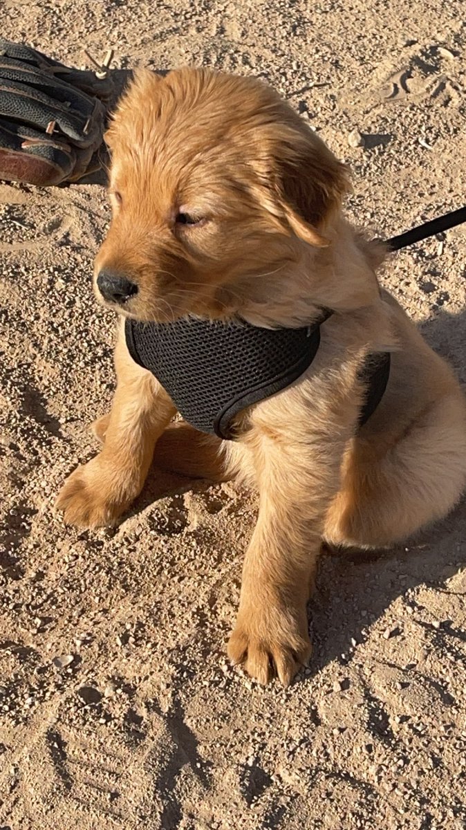 Southeast CC Softball tweet media