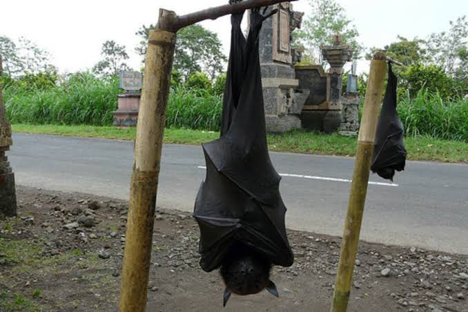EdgarParedesH's tweet photo. Ya lo conocías ? El murciélago más grande del mundo.

El zorro volador especie es endémica de Filipinas.

Es el murciélago más grande del mundo, con una envergadura media de 1,5 metros y un peso de hasta 1,2 kg. Este llamativo quiróptero tiene hábitos nocturnos. https://t.co/JjYt6ga22O