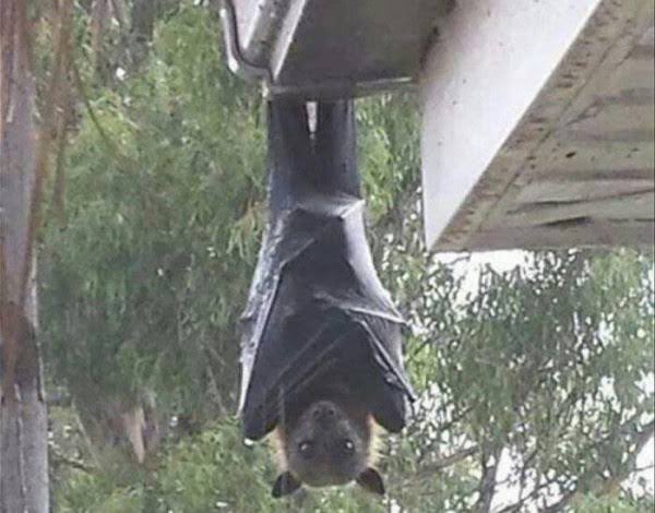 EdgarParedesH's tweet photo. Ya lo conocías ? El murciélago más grande del mundo.

El zorro volador especie es endémica de Filipinas.

Es el murciélago más grande del mundo, con una envergadura media de 1,5 metros y un peso de hasta 1,2 kg. Este llamativo quiróptero tiene hábitos nocturnos. https://t.co/JjYt6ga22O