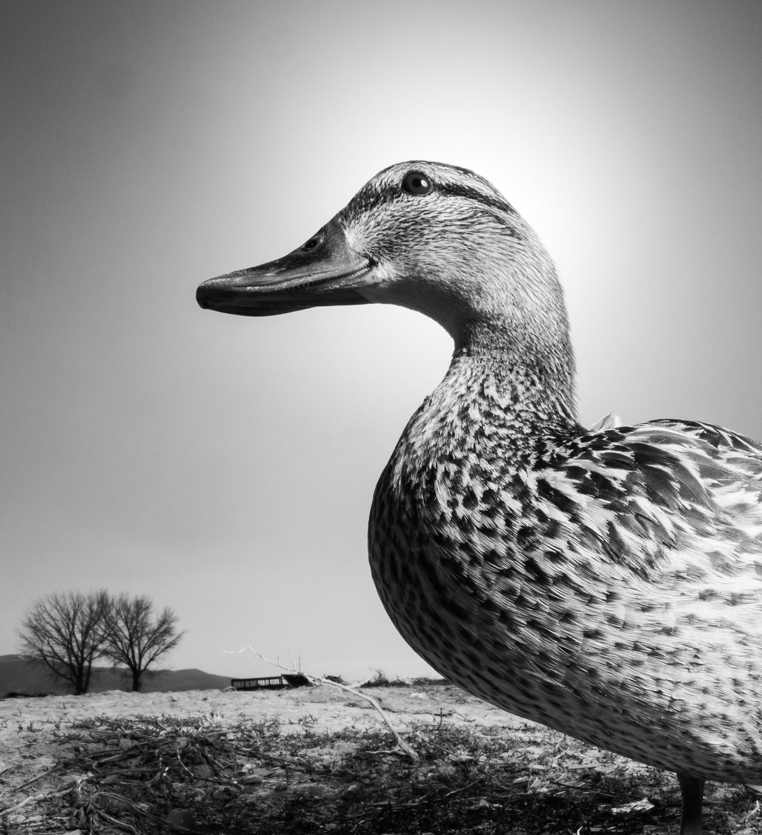 she’s happy for you 

(retweet to send a treat live.dashducks.tv)