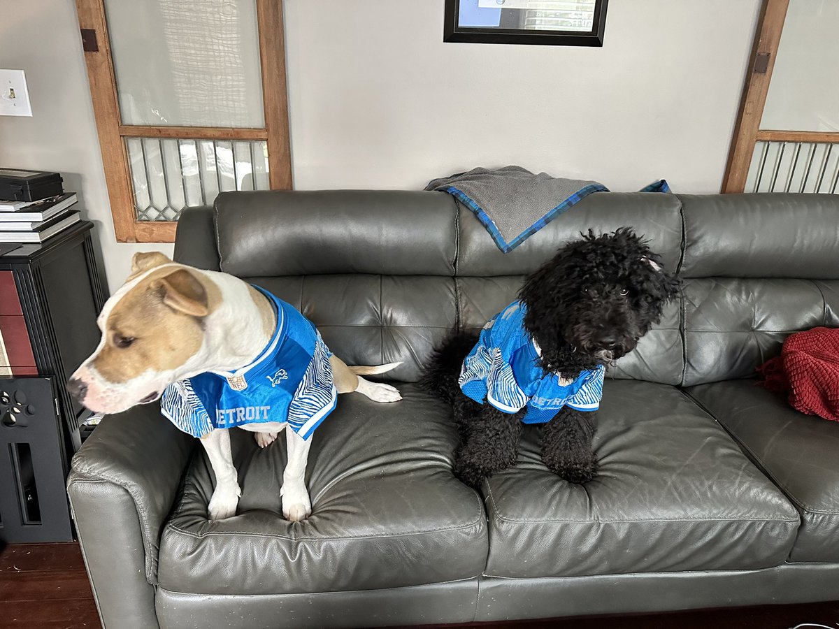 AngCJohnson's tweet photo. @Lions @petsuppliesplus Laredo and Milo are big Lions fans!! https://t.co/LNqBs4hF1k