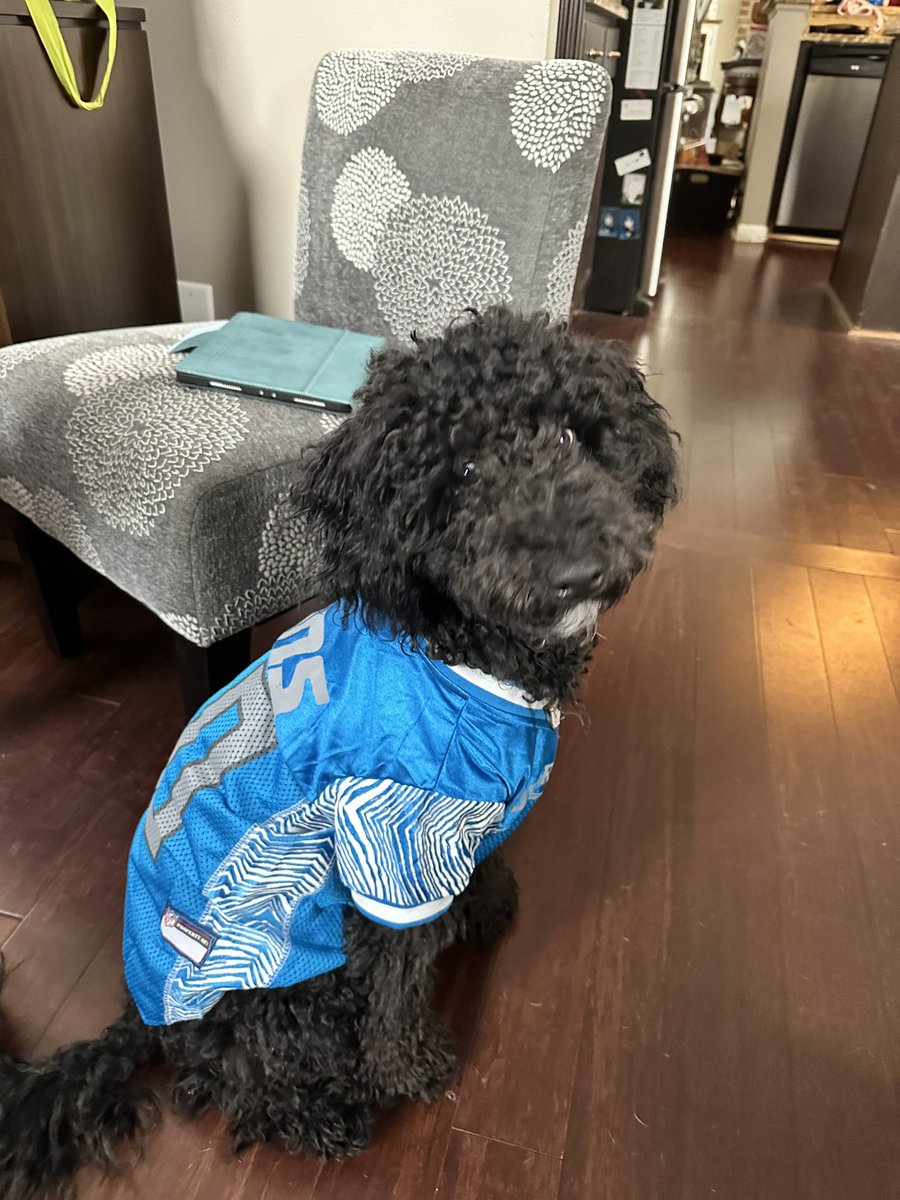 AngCJohnson's tweet photo. @Lions @petsuppliesplus Laredo and Milo are big Lions fans!! https://t.co/LNqBs4hF1k