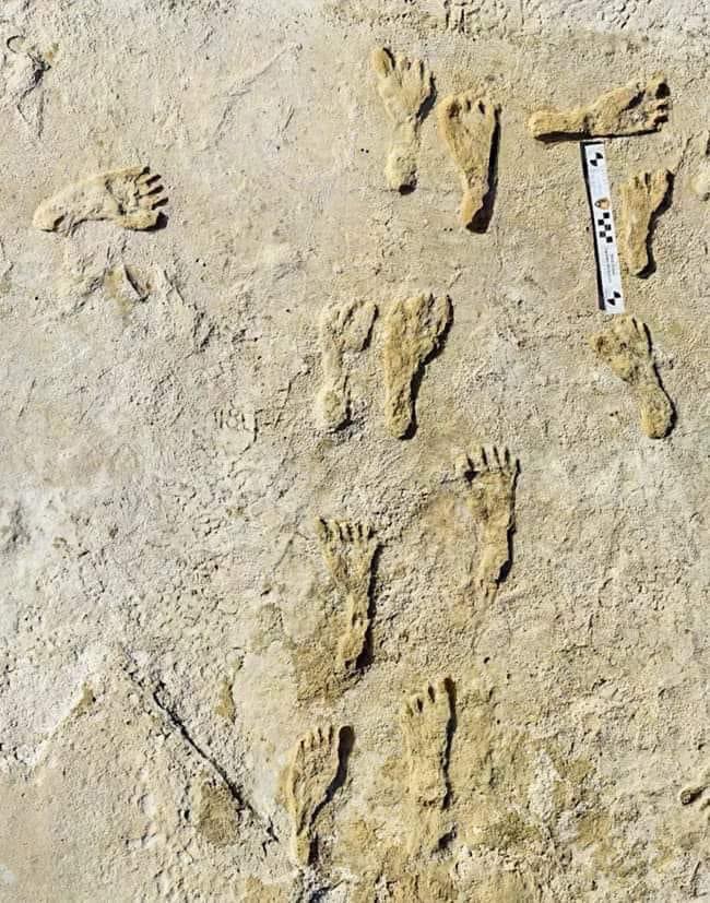 Scientists recently announced the discovery of the oldest human footprints in North America. These fossilized prints were made between 23,000 and 21,000 years ago along the shores of an ice age lake that once filled the Tularosa Basin in south-central New Mexico. 1/3