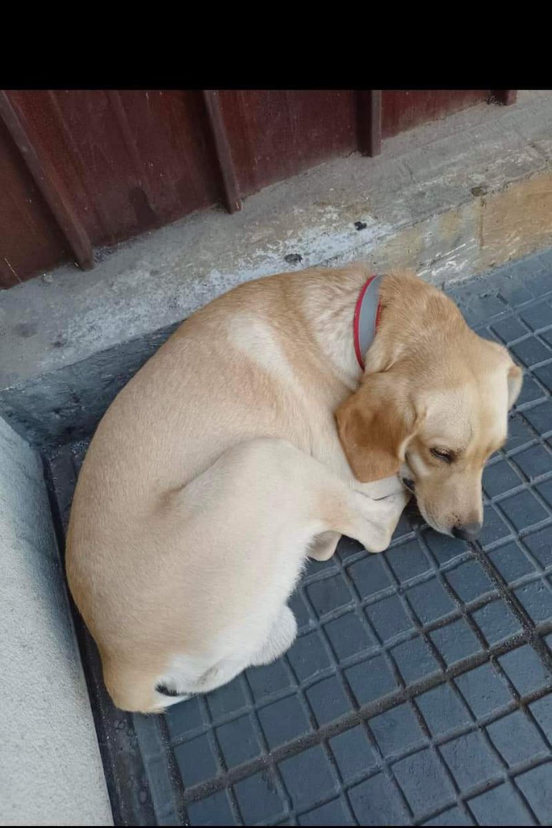 BrendaEtchegar1's tweet photo. Busca a su familia, se encuentra en Paradero 15 de San Miguel, si lo buscan porfa RRTT 🙏🙏🙏 https://t.co/Uydfgo8tlK