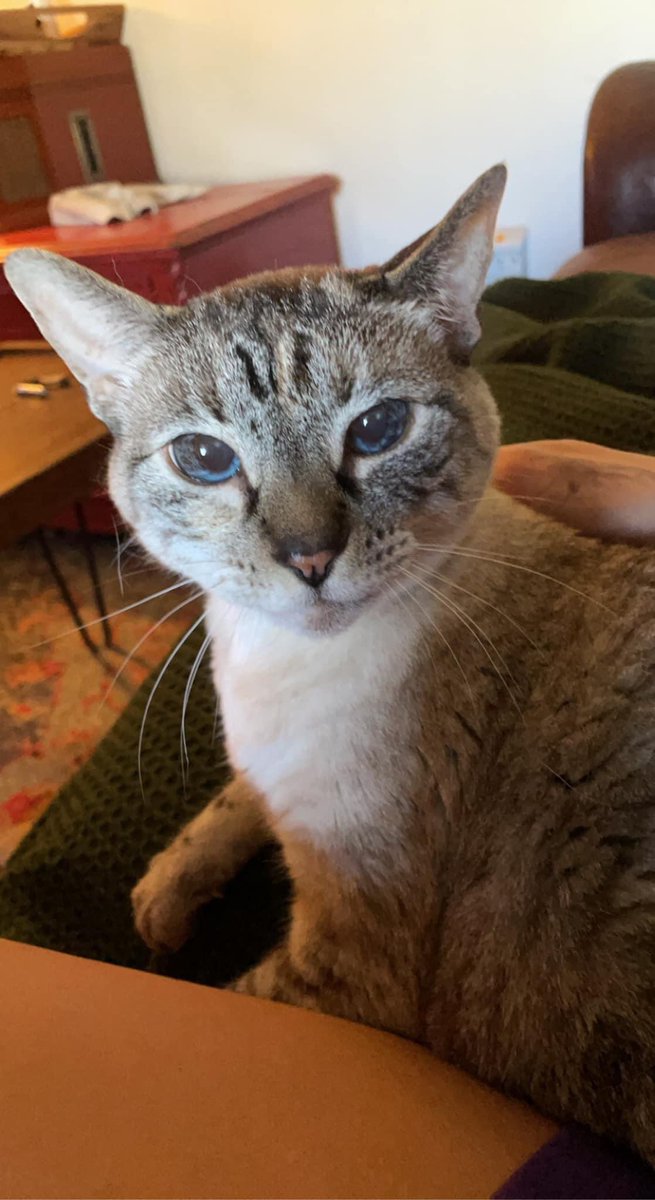 sealul8tr's tweet photo. From one animal to another. Happy National Pet Day! https://t.co/qVsokm3HQZ