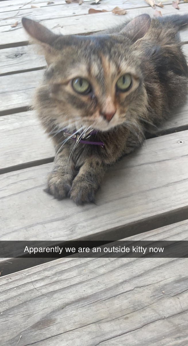 sealul8tr's tweet photo. From one animal to another. Happy National Pet Day! https://t.co/qVsokm3HQZ