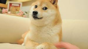 DogsDoAspas's tweet photo. Dia 16

Cachorro do Bitcoin
@loud_aspas https://t.co/LvFsiyxrHp