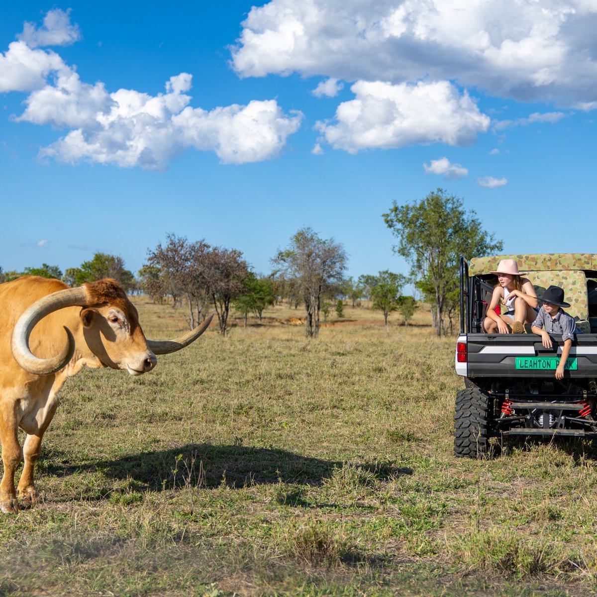 TownsvilleAus's tweet image. Did you know that we've got our very own 'Texas in the outback' in our Charters Towers region? That's pretty unexpected! 🤯 Where The Aussie Bush meets the Old West make friends with a Texas Longhorn in the Aussie outback. #visitcharterstowers #charterstowers