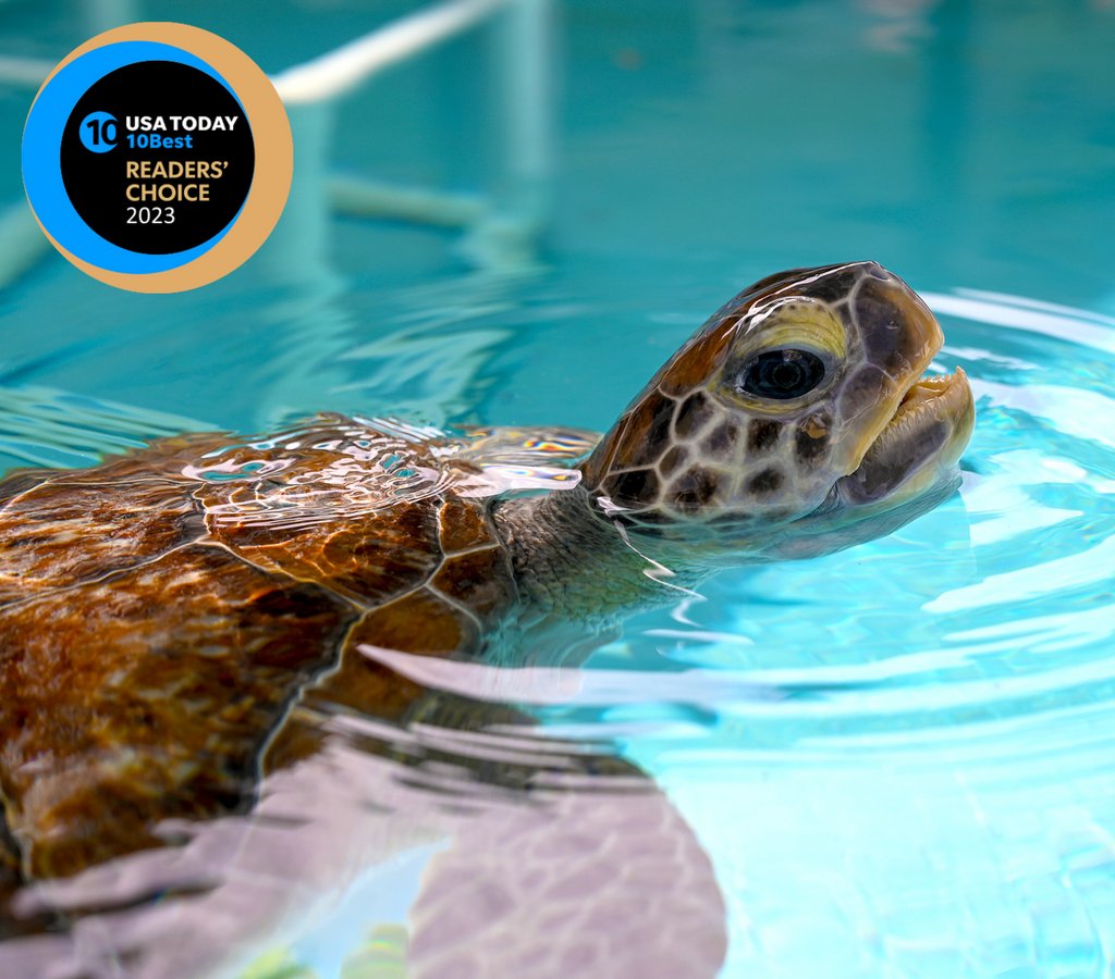 Loggerhead Marinelife Center has been nominated in the 2023 10Best Readers' Choice travel awards! An expert panel selected us as a contender for Best Free Attraction! Vote for LMC until the poll ends Monday, May 8th! 10best.com/awards/travel/…