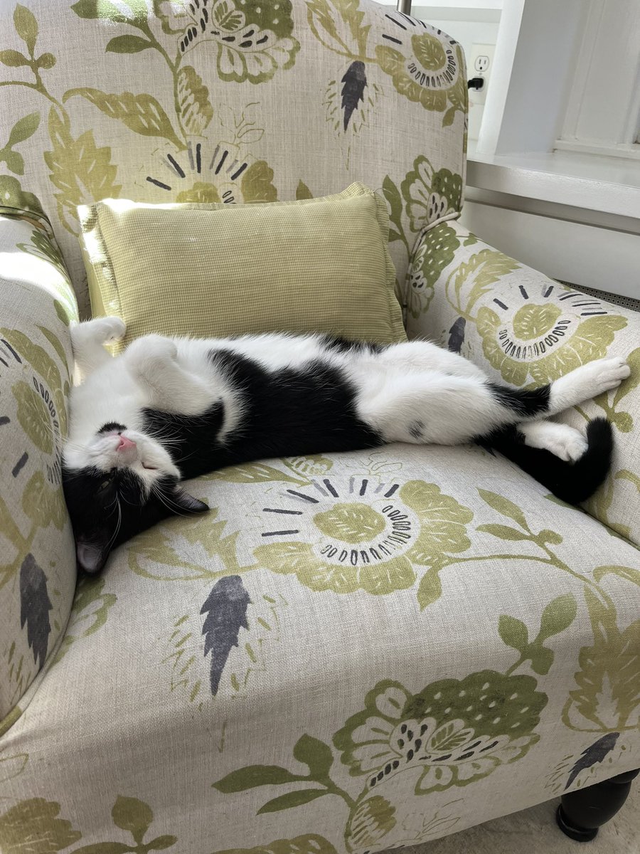 Today is National Pet Day!  #AdoptDontShop #Franklin #RescueCat <a href="/HumaneRescue/">Humane Rescue</a>