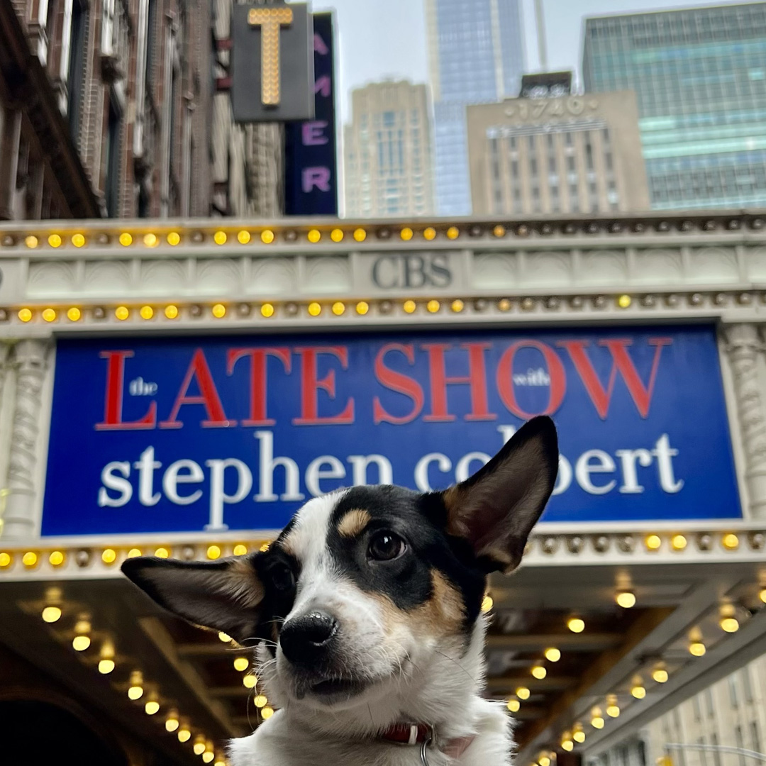 Tune in TONIGHT at 11:35 p.m. EST to see this adorable pup and many others make their debut on @colbertlateshow!!! #GetYourRescueOn #AdoptablePuppies #lssc #RescueDogRescue