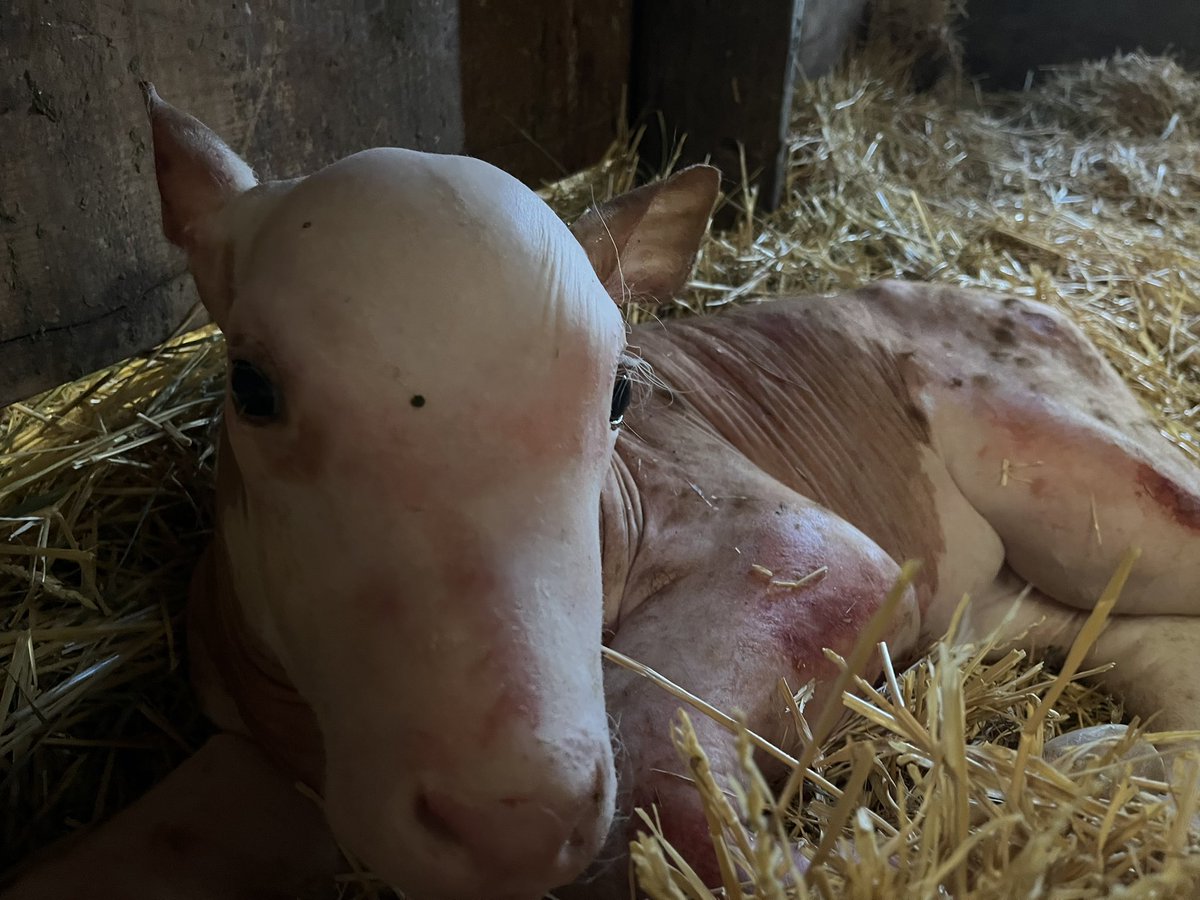 ColeLickley's tweet photo. Well that’s a new one - completely hairless except for eyelashes. Seen anything like this before? https://t.co/y0uLlfHuQp