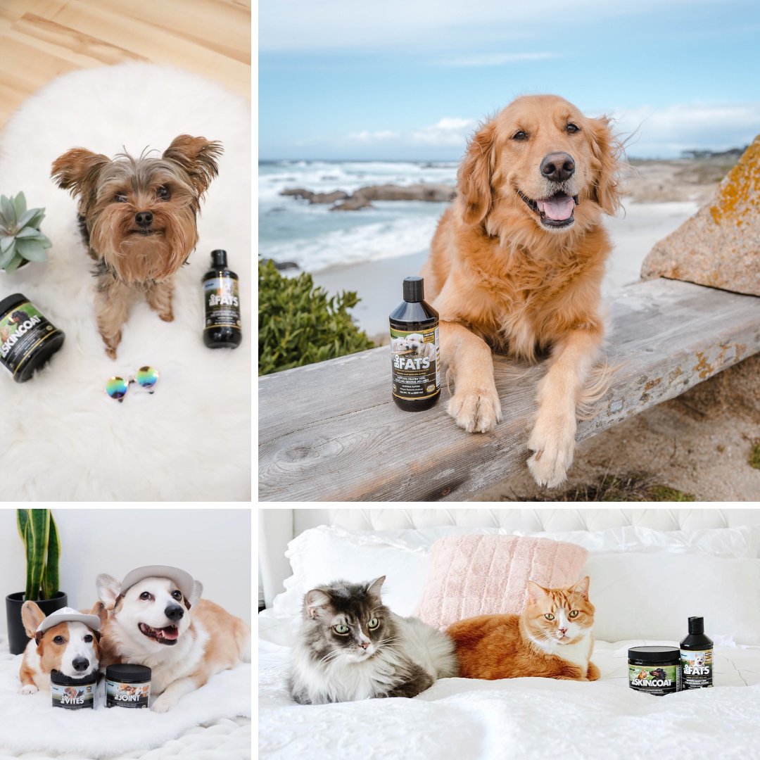 florahealthy's tweet photo. Happy National Pet Day! 🐾🎉 Pets bring joy and love to our lives, no matter the species. Today we celebrate the bond we share with our furry friends. Give them extra love and treats today, they deserve it! ❤️#NationalPetDay #FurryFriends #UnconditionalLove #BiologicVET https://t.co/AHikfLOPhb