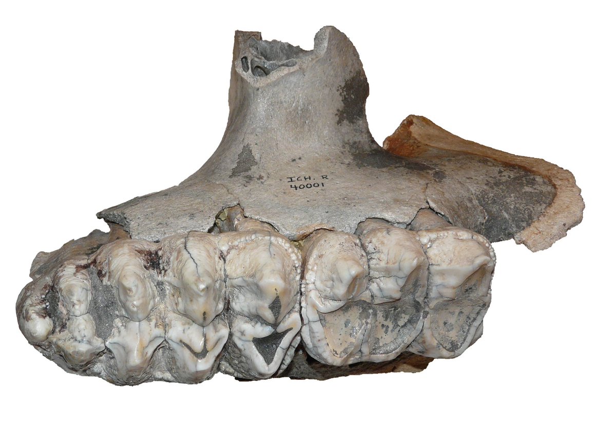 Max Mastodon (@maxmastodon) on Twitter photo American #mastodon right maxilla fragment with the upper 2nd & 3rd molars. Columbia Co. FL, <a href="/FloridaMuseum/">Florida Museum</a> collection. #DailyMastodon #paleontology #fossil American #mastodon right maxilla fragment with the upper 2nd & 3rd molars. Columbia Co. FL, <a href="/FloridaMuseum/">Florida Museum</a> collection. #DailyMastodon #paleontology #fossil
