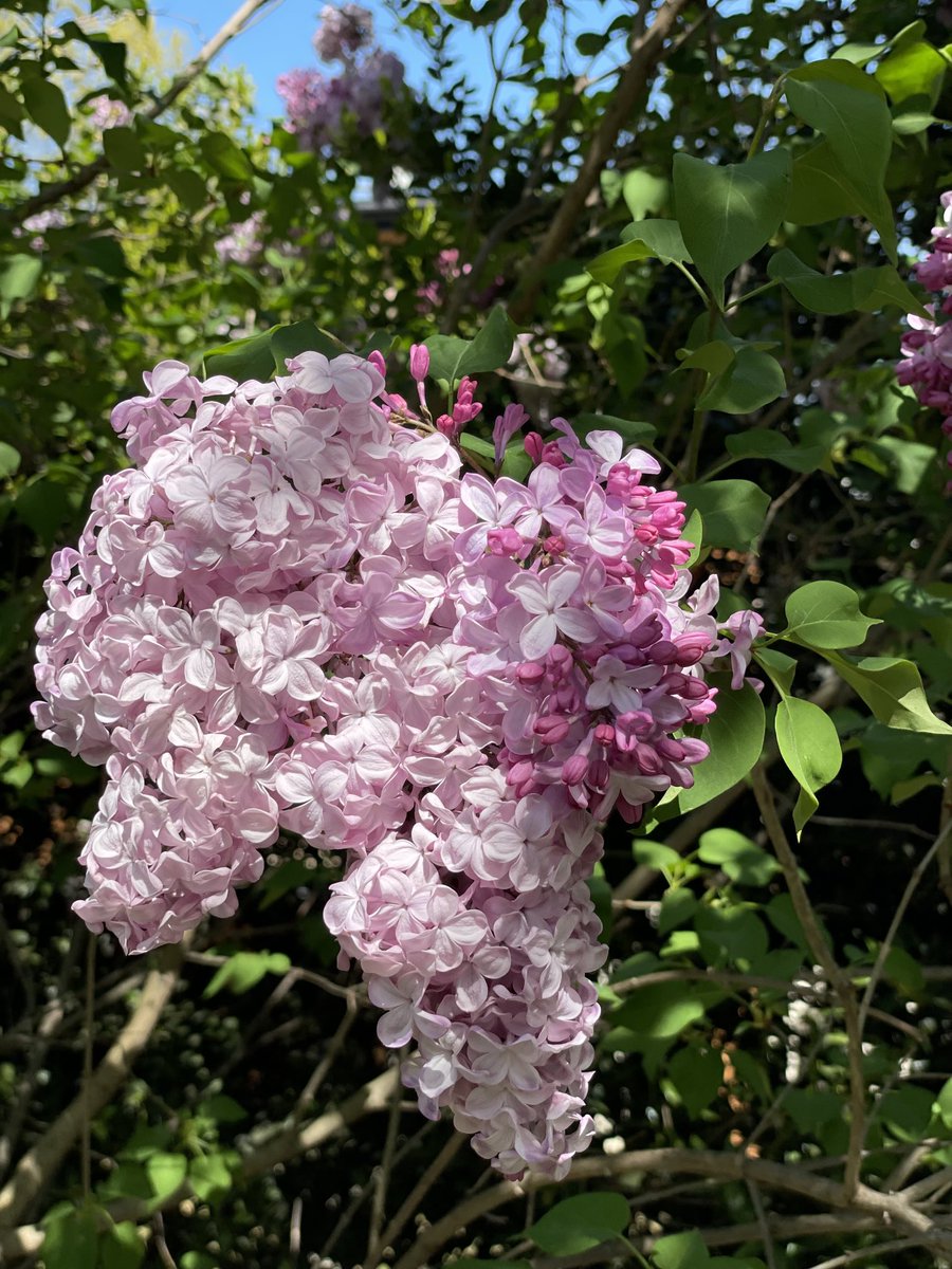 Amanda Werner Gomez tweet media