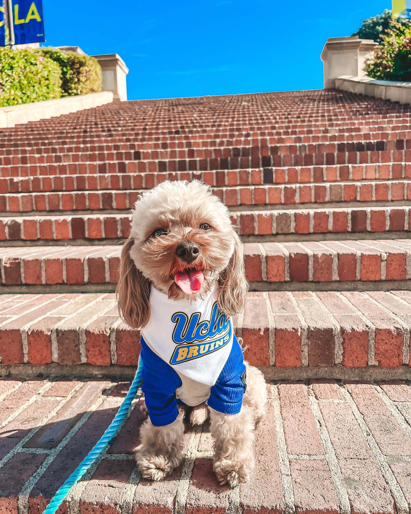 Ucla hotsell dog jersey