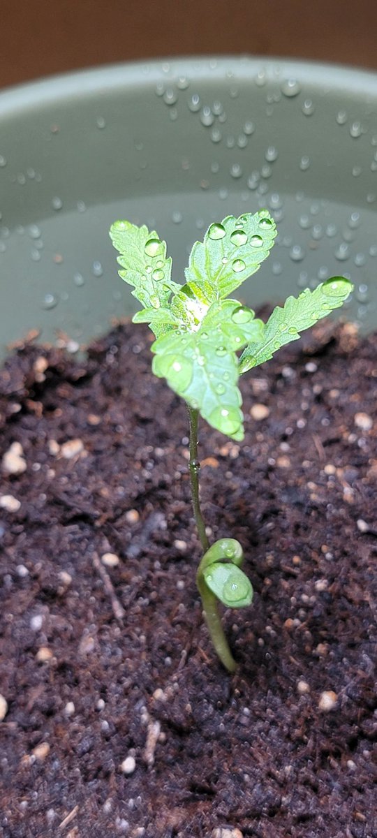 First timer, didn't plan this out at all haha. Found a seed in some gas I got from the local dispensary, decided to germinate. Got a small seedling box going for it while I build a closet. Dealing with a over water issue rn (not this pic) #pnwgrown #i502 #cannabislife #newgrower