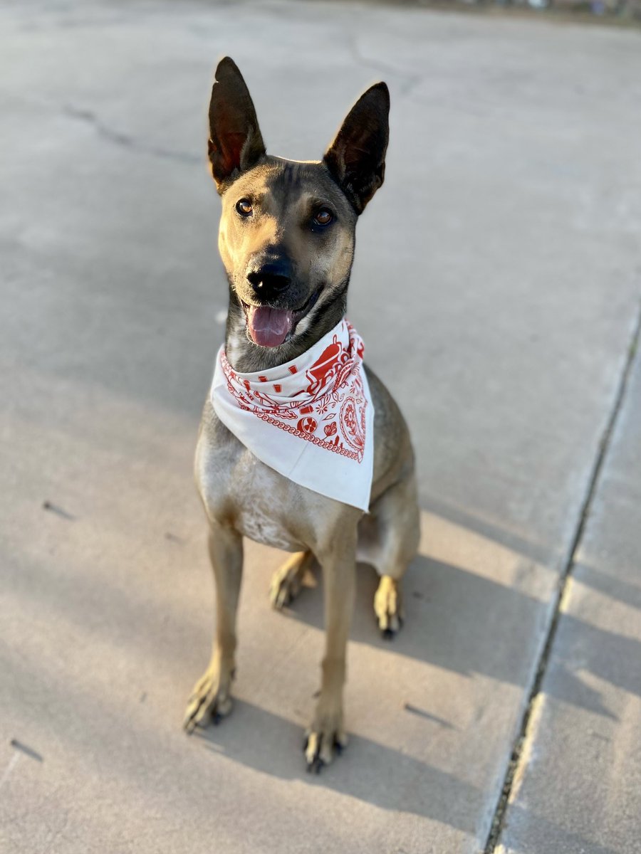 In honor of National Pets Day, we have donated $500 to Tucson local dog rescue, <a href="/Lendabone/">Lend A Bone Rescue</a>! 🐶 They do incredible work and need help with supplies as well as other animal shelters around town. If you have a chance to donate, anything helps them.

Here are some of their “pupee’s”