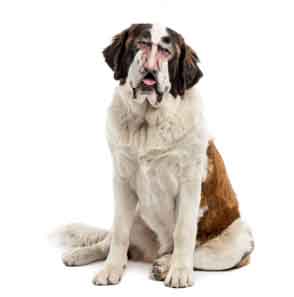 splinter contador (@oakygoldsilver) on Twitter photo 