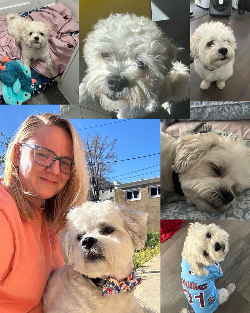 AndreaJEnglert's tweet photo. Happy #nationalpetday to @hoagiethedoggo!! ❤️🐶❤️ https://t.co/nMebPTxuLw https://t.co/1djTLjRbkT