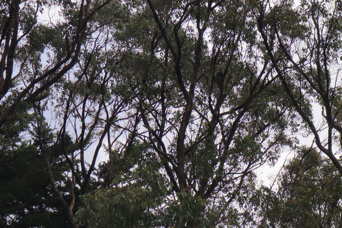 One thing about Australia that will never get old: Spotting KOALAS from our BEDROOM 🤯