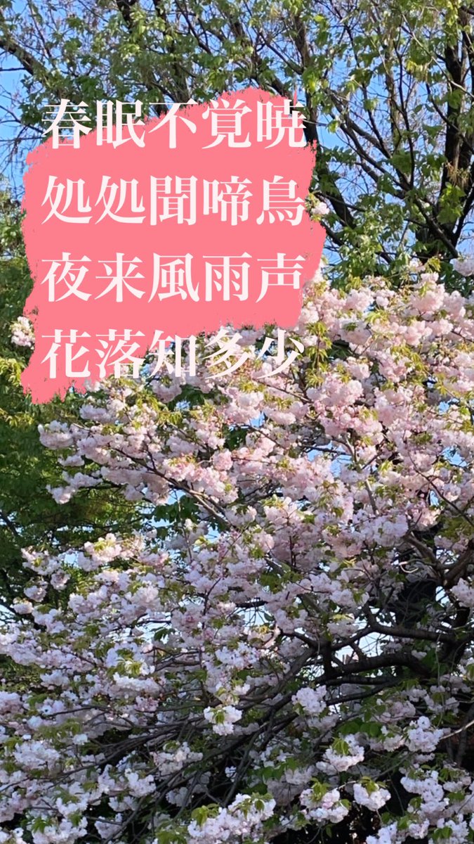 kinu_rose's tweet photo. 昨晩からの雨風と、今日も強風すごいですね https://t.co/WBOouBi0vQ