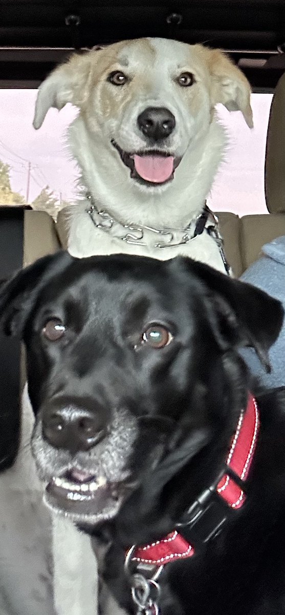 Happy #NationalPetDay2023 to these two dum dums! Olive and Mabel.