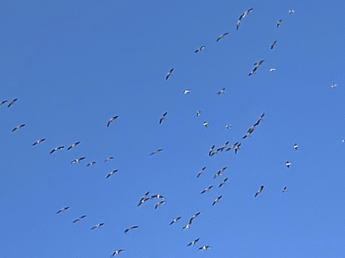 Look up. The pelicans are back.