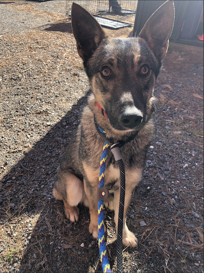 MAGSRPups's tweet photo. Meet Darren! This 1 yr old sable GSD is on the smaller side, only 45 pds. This boy is good with dogs and people. He's a little timid and would prefer if you took things slow, but warms up quick with space to learn that you can be trusted.
#adoptdontshop #rescue #MAGSR #sablegsd https://t.co/JNw6hhVg2K