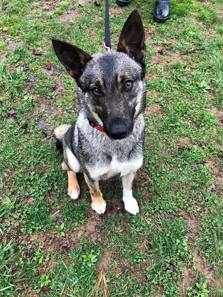 MAGSRPups's tweet photo. Meet Darren! This 1 yr old sable GSD is on the smaller side, only 45 pds. This boy is good with dogs and people. He's a little timid and would prefer if you took things slow, but warms up quick with space to learn that you can be trusted.
#adoptdontshop #rescue #MAGSR #sablegsd https://t.co/JNw6hhVg2K