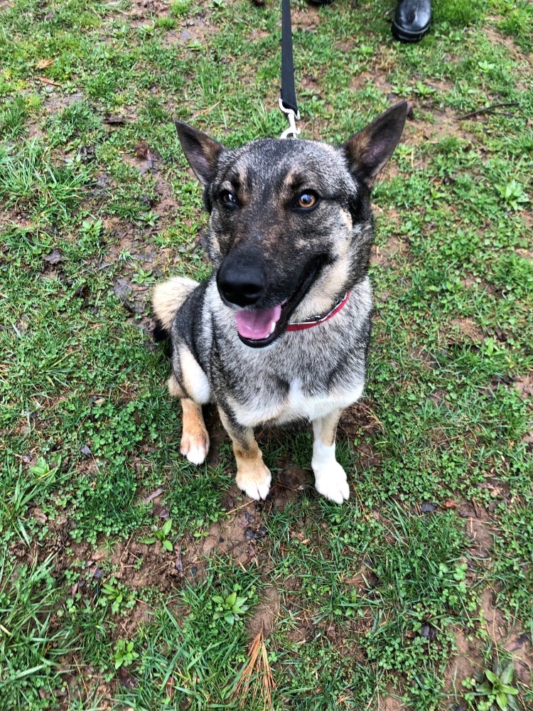 Meet Darren! This 1 yr old sable GSD is on the smaller side, only 45 pds. This boy is good with dogs and people. He's a little timid and would prefer if you took things slow, but warms up quick with space to learn that you can be trusted.
#adoptdontshop #rescue #MAGSR #sablegsd