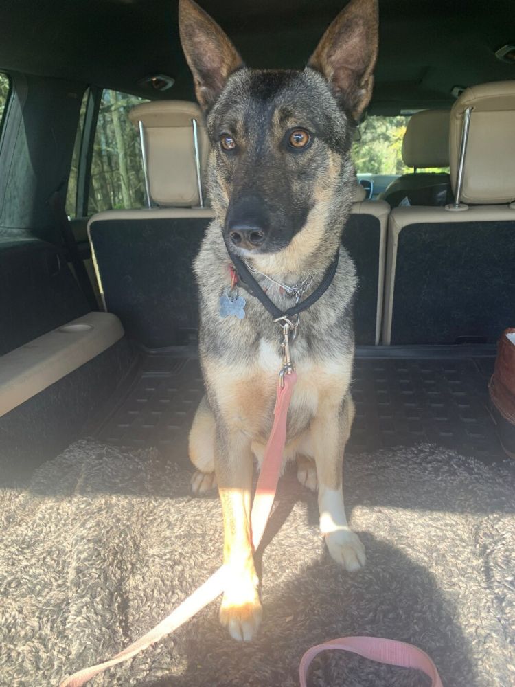 MAGSRPups's tweet photo. Meet Darren! This 1 yr old sable GSD is on the smaller side, only 45 pds. This boy is good with dogs and people. He's a little timid and would prefer if you took things slow, but warms up quick with space to learn that you can be trusted.
#adoptdontshop #rescue #MAGSR #sablegsd https://t.co/JNw6hhVg2K