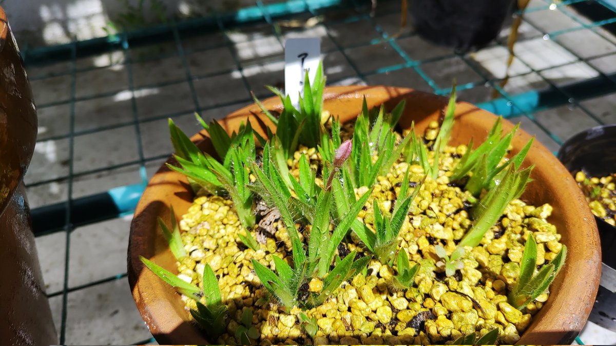 botanical_820's tweet photo. アッツザクラが蕾をつけました。この季節は、植物たちがみるみるうちに変化していきます。毎朝の観察がたいへんです。#植物 #園芸 #ベランダ #アッツザクラ https://t.co/EGhxSZIcel