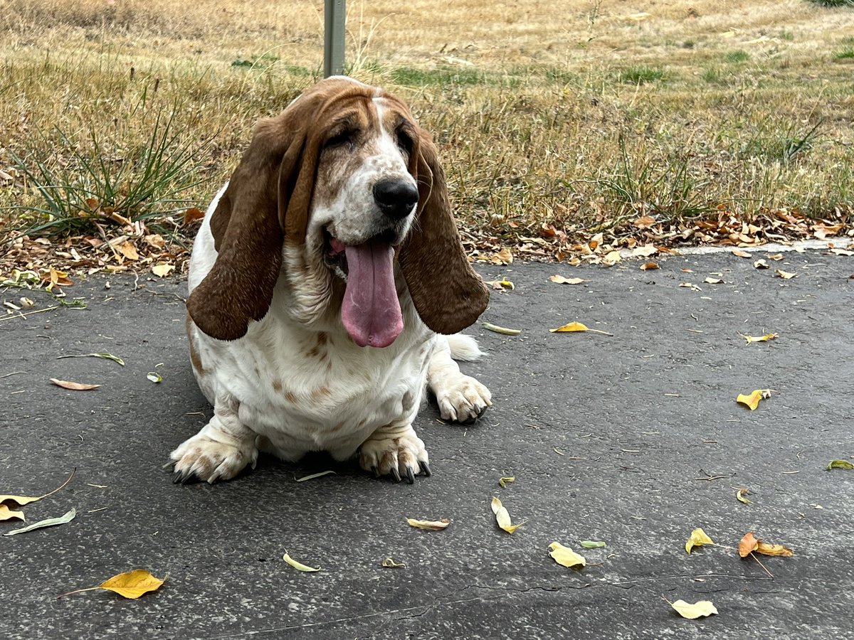 #toungeouttuesday  Almost as long as my ears! Love, Bella