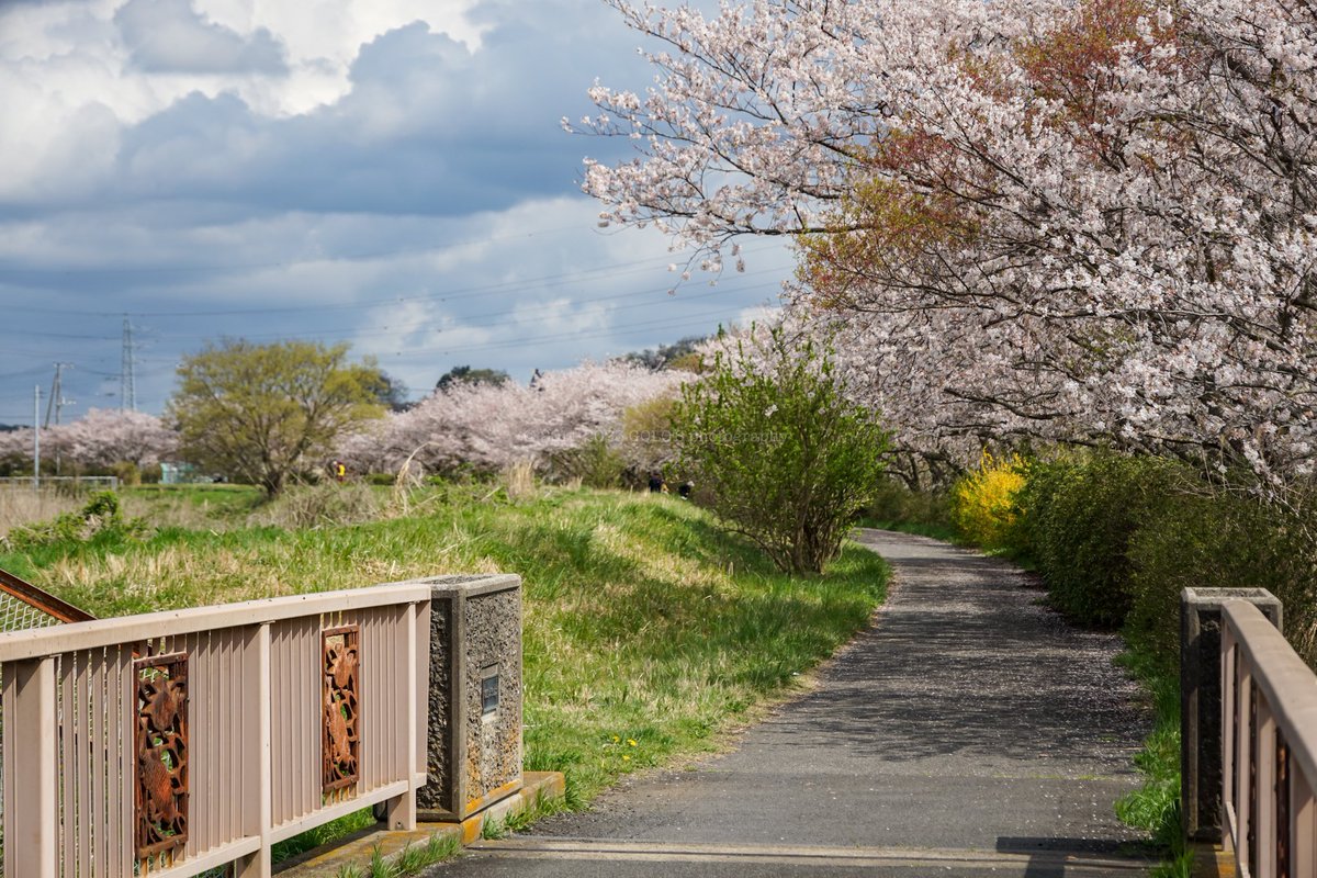 At Shinkawa cycling road.

#roadbike #chromoly #cyclingpics #landscape #rotorbike #ShimanoRoad #vittoriatires #Nippon #daytimeride #ridesolo #flowers #cherryblossom #sakura #cyclingroad #shinkawa 
#ロードバイク #クロモリロード #風景 #花 #桜 #ソメイヨシノ #新川サイクリングロード