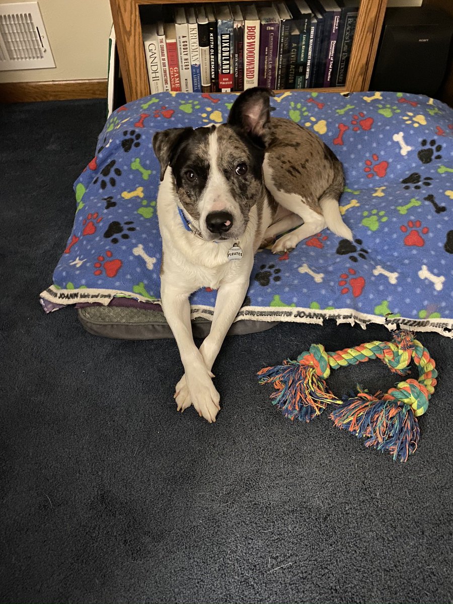 Lisa Caulfield tweet media